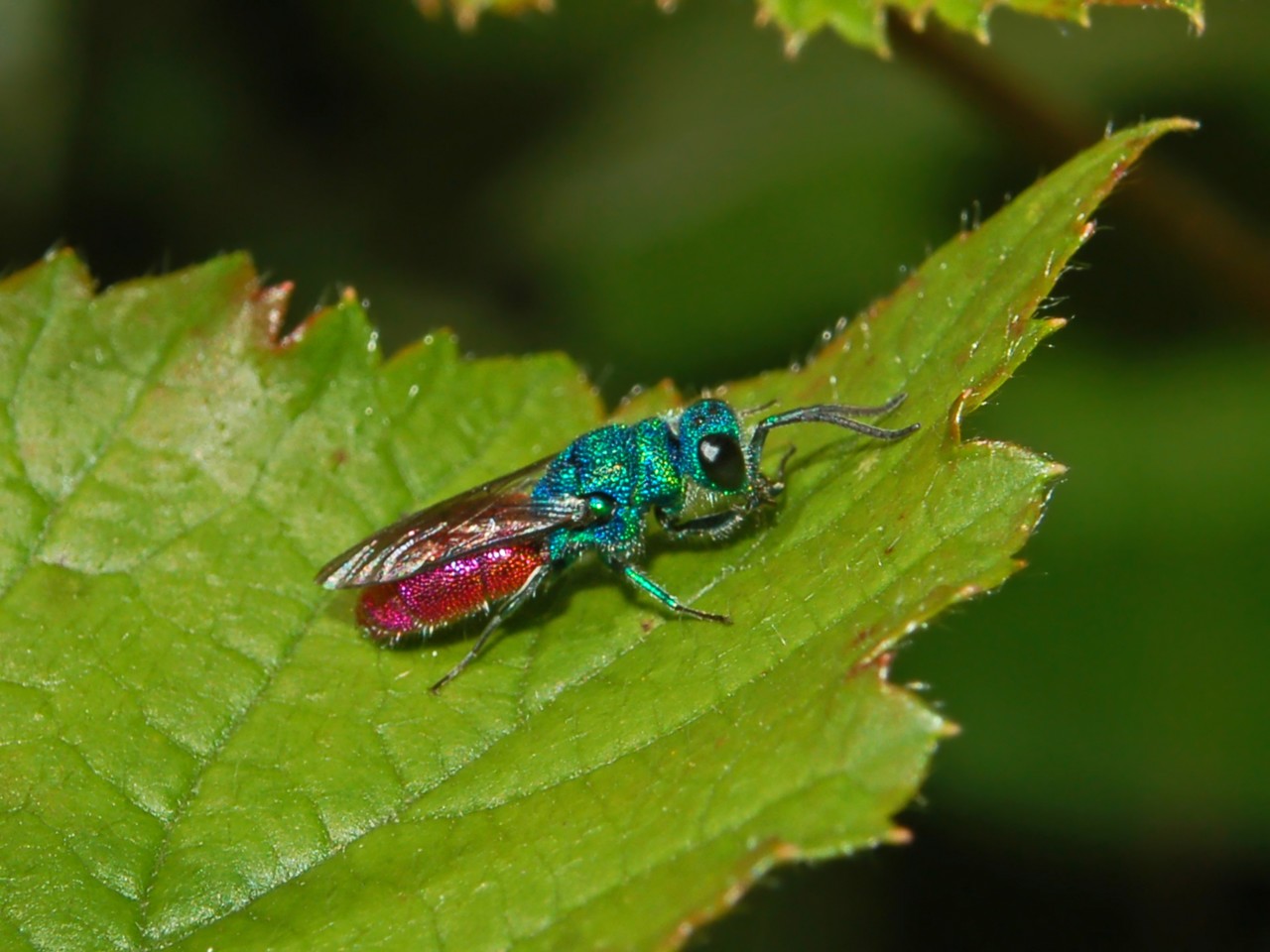 Chrysis inaequalis e Hedychrum rutilans (Chrysididae)